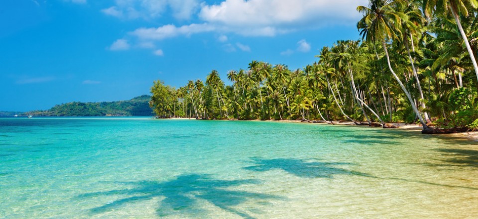 Plage de cocotiers